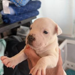 Cotton - White male Staffordshire Bull Terrier puppy in Port Saint Lucie, Florida from Southern Staffies