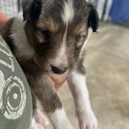 Blue - White and sable male Shetland Sheepdog puppy in Fontanelle, Iowa from Jensen Farms Shelties