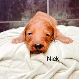 Nick - Red  male Goldendoodle puppy in Pasco, Washington from Camp Doodle Woods