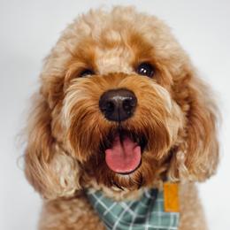 Scooter - Goldendoodle