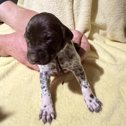 Brown - Liver roan male German Shorthaired Pointer puppy in Jackson, Georgia from Rosengrace Gsps (formerly Tiner GSP’s)