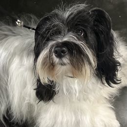 Havanese from Alchemy Havanese
