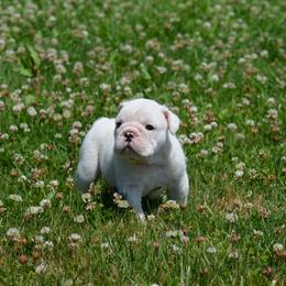 Maximus - White male Bulldog puppy in Fleetwood, Pennsylvania from D and D Bulldogs