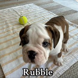 Rubble - Brindle male Bulldog puppy in Cleveland, Tennessee from Dowds Bulldogs