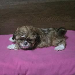 Girl 2 - Gold female Shih Tzu puppy in Meadows Of Dan, Virginia from Walt’s Shih Tzus