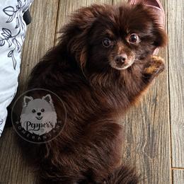 Pepper's Gigi - Chocolate and tan female Pomeranian puppy in Plant City, Florida from Pepper's Pomeranians