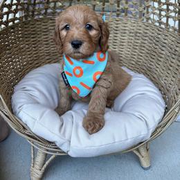 Mr Athletic ( green collar ) - Apricot male Goldendoodle puppy in Roseville, California from Roseville GoldenDoodles