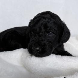 Sequoia - Black female Labradoodle puppy in Lubbock, Texas from Lucky Labradoodles