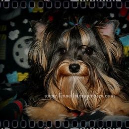 Foxy - Yorkshire Terrier
