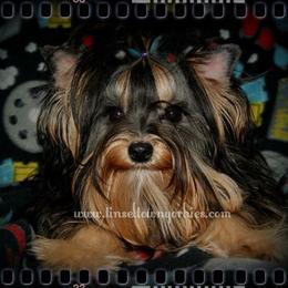 Foxy - Yorkshire Terrier