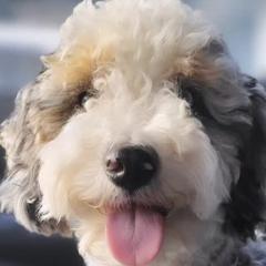 Aussiedoodles and Australian Mountain Doodles from Jagged Oaks Farm