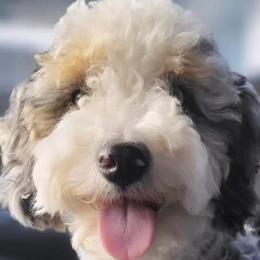 Aussiedoodles and Australian Mountain Doodles from Jagged Oaks Farm
