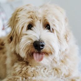 Australian Labradoodles from Hearth and Lily Doodles
