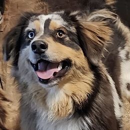 Charlie - Australian Shepherd