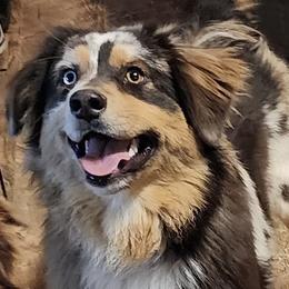 Charlie - Australian Shepherd