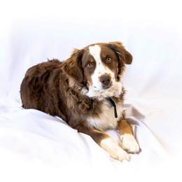 Jackson - Miniature Australian Shepherd