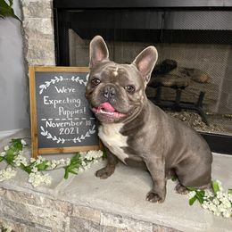 French Bulldogs from Southern Luxury Frenchies
