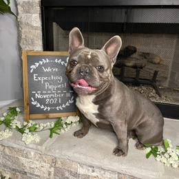 French Bulldogs from Southern Luxury Frenchies