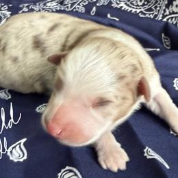 Wild Bill - Red merle male Australian Shepherd puppy in Stanford, Kentucky from Red Feather Aussies