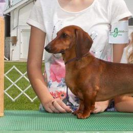 Yummy - Dachshund