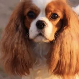 Cavalier King Charles Spaniels from Kolaci Cavaliers