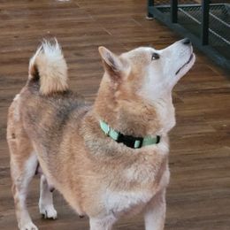 April - Shiba Inu