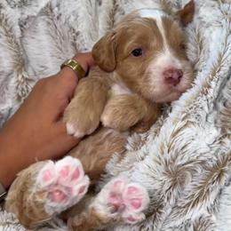 Chai - Caramel male Labradoodle puppy in Clovis, California from Delta Doodless
