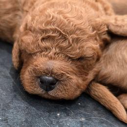 Boy 2 - Red male Cavapoo puppy in Knoxville, Tennessee from Shannan's Cavapoos