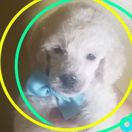 Poodle Puppies from Standard Hearts