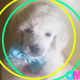Poodle Puppies from Standard Hearts