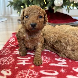 Female 1 - Red  female Goldendoodle puppy in Brooksville, Florida from Kruger Doodles