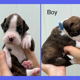 Prince - Brindle male Boxer puppy in Lutz, Florida from Brooklyn's Boxer's