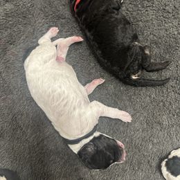 Black - Parti male Poodle puppy in Ponce De Leon, Florida from Above the Standard Dogs