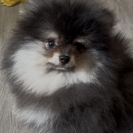 Teagan - Black and tan male Pomeranian puppy in Burton, Michigan from Ranger's Pomeranians