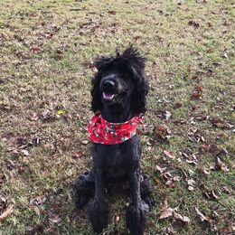 Willow - Goldendoodle