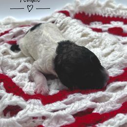 Goldendoodle and Poodle Puppies from Trammell’s Southern Pups