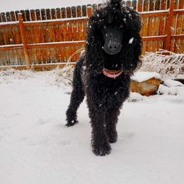Girl Scout - Poodle