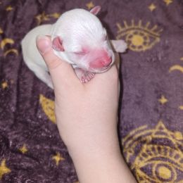 French Bulldog and Miniature Schnauzer Puppies from Olivia's Miniature Schnauzer's and French Bulldogs