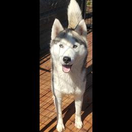 Quinn - Siberian Husky