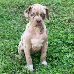 Female 5 - Red merle female Catahoula Leopard Dog puppy in Gadsden, Alabama from Rich Cat’s