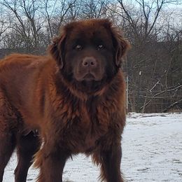 Solo - Newfoundland