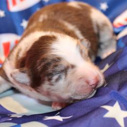 Burton - Red merle male Australian Shepherd puppy in Plantersville, Texas from Jak Se Auss