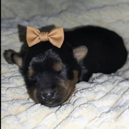 Kori - Black and tan female Yorkshire Terrier puppy in North Chesterfield, Virginia from YorkieLover