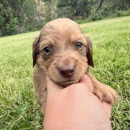 Boy1 - Cream male Dachshund puppy in Umatilla County, Oregon from Divine Dogs