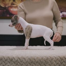 Gemma - White and fawn brindle female Whippet puppy in Atlanta, Georgia from Sinaj