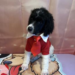Zeus - Parti male Poodle puppy in Mobile, Alabama from Semmy’s Standard Poodle LLC
