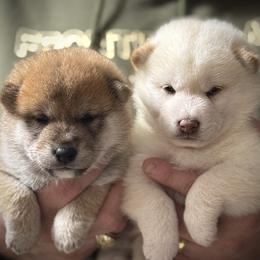 Shiba Inu puppies from Mirage Siberians
