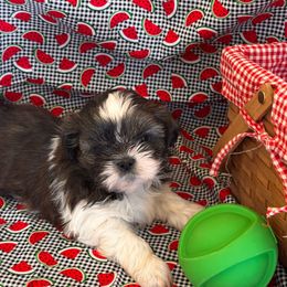 Fern - Black gold and white female Shih Tzu puppy in Sutton, West Virginia from Meadow Lane Pups