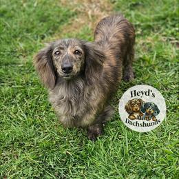 Xena - Brindle female Dachshund puppy in Hoquiam, Washington from Heyd's Mini Dachshunds