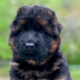 German Shepherd Puppies from Tabor Springs GSD